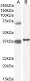 Tripartite Motif Containing 29 antibody, GTX88145, GeneTex, Western Blot image 