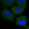 Tripartite Motif Containing 47 antibody, HPA014933, Atlas Antibodies, Immunofluorescence image 