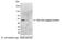 glu-glu antibody, NB600-353, Novus Biologicals, Western Blot image 