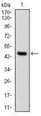 Protein Phosphatase 2 Phosphatase Activator antibody, NBP2-37530, Novus Biologicals, Western Blot image 