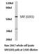 Serum Response Factor antibody, LS-C176215, Lifespan Biosciences, Western Blot image 