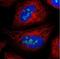 UTP3 Small Subunit Processome Component antibody, NBP1-85449, Novus Biologicals, Immunocytochemistry image 