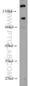 Unc-5 Netrin Receptor A antibody, 22068-1-AP, Proteintech Group, Western Blot image 