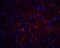 GDNF Family Receptor Alpha 1 antibody, 1133, QED Bioscience, Immunofluorescence image 