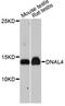 Dynein Axonemal Light Chain 4 antibody, abx125770, Abbexa, Western Blot image 