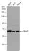 O88888 antibody, GTX132305, GeneTex, Western Blot image 