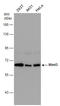 Amyloid beta A4 precursor protein-binding family A member 3 antibody, GTX132305, GeneTex, Western Blot image 