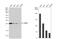 Hypoxanthine Phosphoribosyltransferase 1 antibody, NBP1-33527, Novus Biologicals, Western Blot image 