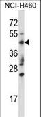 Tripartite Motif Containing 15 antibody, LS-C160177, Lifespan Biosciences, Western Blot image 