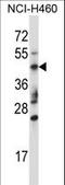 Tripartite motif-containing protein 15 antibody, LS-C160177, Lifespan Biosciences, Western Blot image 