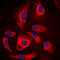 Microtubule Affinity Regulating Kinase 1 antibody, LS-C354244, Lifespan Biosciences, Immunofluorescence image 