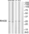 Ras Homolog Family Member D antibody, abx014831, Abbexa, Western Blot image 