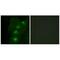 ALX Homeobox 3 antibody, A10111, Boster Biological Technology, Immunofluorescence image 