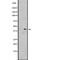 Putative gonadotropin-releasing hormone II receptor antibody, PA5-67876, Invitrogen Antibodies, Western Blot image 