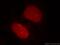 Heparin Binding Growth Factor antibody, 60064-1-Ig, Proteintech Group, Immunofluorescence image 