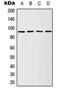 Ribosomal Protein S6 Kinase A1 antibody, MBS821371, MyBioSource, Western Blot image 