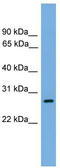 ATP Synthase Mitochondrial F1 Complex Assembly Factor 1 antibody, TA344673, Origene, Western Blot image 