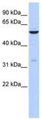 Zinc Finger Protein 266 antibody, TA343628, Origene, Western Blot image 