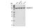 Karyopherin Subunit Beta 1 antibody, 60769S, Cell Signaling Technology, Western Blot image 