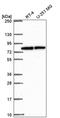 CBFA2/RUNX1 Partner Transcriptional Co-Repressor 3 antibody, PA5-66808, Invitrogen Antibodies, Western Blot image 