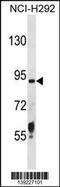 Transmembrane Serine Protease 6 antibody, 60-503, ProSci, Western Blot image 