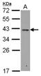 RNA-binding protein Raly antibody, NBP2-20065, Novus Biologicals, Western Blot image 