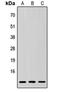 Small Ubiquitin Like Modifier 3 antibody, orb304614, Biorbyt, Western Blot image 