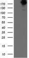 SNF2 Histone Linker PHD RING Helicase antibody, LS-C172319, Lifespan Biosciences, Western Blot image 