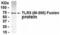 Toll Like Receptor 3 antibody, XW-8165, ProSci, Western Blot image 