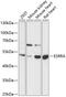 Steroid hormone receptor ERR1 antibody, 15-414, ProSci, Western Blot image 