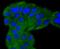 Mitogen-Activated Protein Kinase 7 antibody, A02812-1, Boster Biological Technology, Immunocytochemistry image 