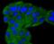 Mitogen-activated protein kinase 7 antibody, A02812-1, Boster Biological Technology, Immunocytochemistry image 