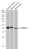 Ankyrin Repeat Domain 33 antibody, GTX120335, GeneTex, Western Blot image 