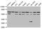 Nucleoporin 62 antibody, CSB-PA016204LA01HU, Cusabio, Western Blot image 