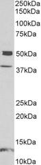 Neuronal Pentraxin 1 antibody, LS-B10579, Lifespan Biosciences, Western Blot image 