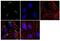 Spectrin Beta, Non-Erythrocytic 4 antibody, 710971, Invitrogen Antibodies, Immunofluorescence image 