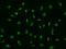 Angiogenic Factor With G-Patch And FHA Domains 1 antibody, 200272-T02, Sino Biological, Immunohistochemistry paraffin image 