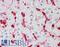 CFL1 antibody, LS-B10157, Lifespan Biosciences, Immunohistochemistry paraffin image 