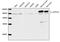 ATPase Na+/K+ Transporting Subunit Alpha 1 antibody, LS-B13681, Lifespan Biosciences, Western Blot image 