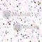 Gem Nuclear Organelle Associated Protein 2 antibody, A3082, ABclonal Technology, Immunohistochemistry paraffin image 