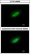 Protein Phosphatase 4 Catalytic Subunit antibody, GTX114659, GeneTex, Immunofluorescence image 