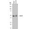 Heparan sulfate 2-O-sulfotransferase 1 antibody, MAB6335, R&D Systems, Western Blot image 