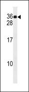 Meiotic Nuclear Divisions 1 antibody, PA5-48950, Invitrogen Antibodies, Western Blot image 