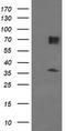 Estrogen Related Receptor Gamma antibody, TA505027, Origene, Western Blot image 