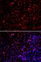 Ecto-NOX Disulfide-Thiol Exchanger 2 antibody, PA5-77118, Invitrogen Antibodies, Immunofluorescence image 