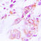 Heat Shock Protein 90 Alpha Family Class B Member 1 antibody, LS-C359019, Lifespan Biosciences, Immunohistochemistry paraffin image 