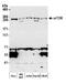 Serine/threonine-protein kinase mTOR antibody, A300-503A, Bethyl Labs, Western Blot image 