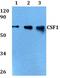 Colony Stimulating Factor 1 antibody, GTX66785, GeneTex, Western Blot image 