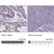 Transducin Beta Like 3 antibody, NBP1-92481, Novus Biologicals, Immunohistochemistry paraffin image 