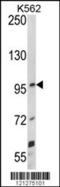 Unc-5 Netrin Receptor C antibody, MBS9203488, MyBioSource, Western Blot image 